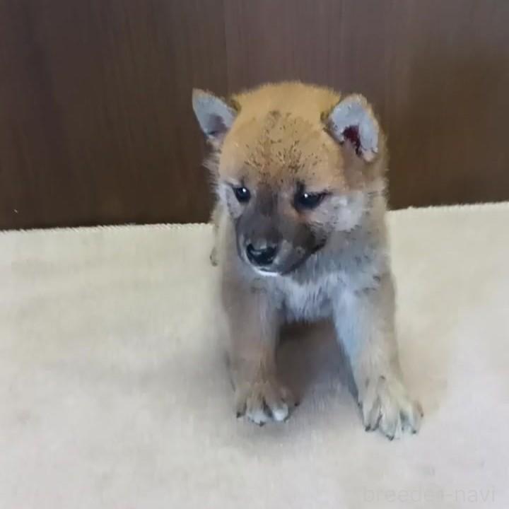 販売中の茨城県の柴犬-395677の4枚目